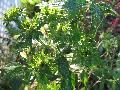 Green Rose / Rosa chinensis viridiflora 